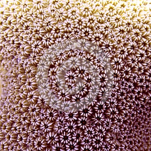 Close up of hard coral, Bonaire