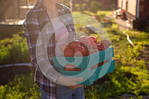 Close up of hardworking woman gardener picks up her harvest box of tomatoes on sunny summer day. Concept of organic