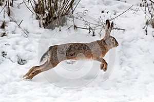 Hare running in the winter field