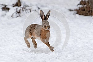 Hare running in the winter field