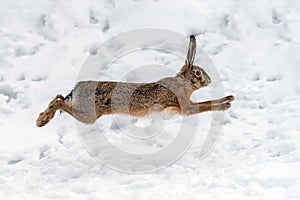 Hare running in the winter field
