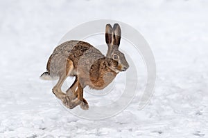 Hare running in the winter field photo
