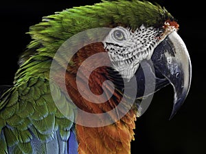 Close-up of Harlequin Macaw