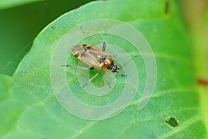 Close up of a Harpocera thoracica plant bug crawling on a green leaf
