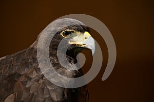 Close-up of Harris hawk against brown background