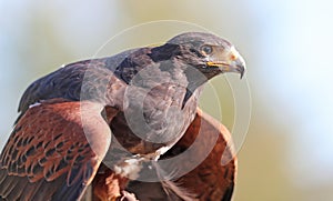 Close up of a Harris Hawk