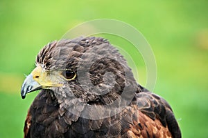 A close up of a Harris Hawk