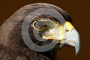 Close-up of Harris hawk head in sunshine