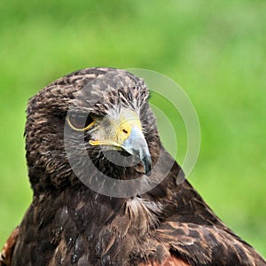A close up of a Harris Hawk