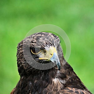 A close up of a Harris Hawk