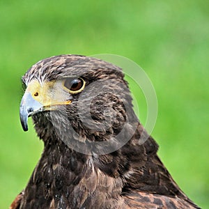 A close up of a Harris Hawk