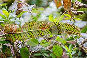 Close up of Hart`s Tongue fern with orange striped spores on leaf underside