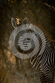 Close-up of Hartmann mountain zebra with mother