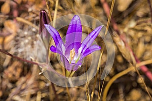 Close up of Harvest Brodiaea Brodiaea elegans, south San Francisco bay, California