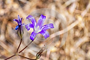 Close up of Harvest Brodiaea Brodiaea elegans wildflower blooming in Yosemite National Park, Sierra Nevada mountains, California