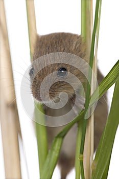 Close-up of harvest Mouse, Micromys minutus