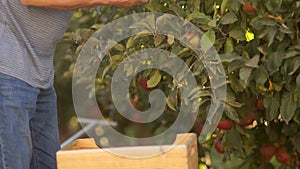 Close-up. Harvesting apples in wooden boxes. A hired laborer in the collection of apples in the farm. Migrant workers