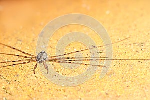 Close up , Harvestman (Leiobunum rotundum) clings to terracotta pot.