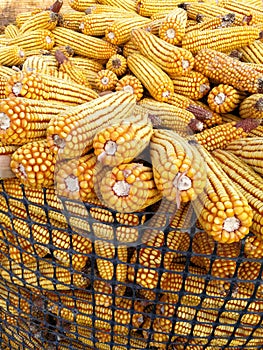 Dried corn cobs