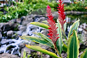 Close-up of Hawaiian Ginger and a small waterfall  at a resort in Maui at Hawaii, USA