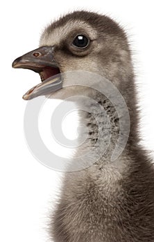 Close-up of Hawaiian Goose