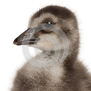 Close-up of Hawaiian Goose or NÆ’Ã¬nÆ’Ã¬, Branta sandvicensis, a species of goose, 4 days old