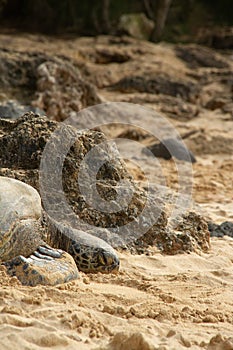 A close up of a Hawaiian Green sea turtle lounging in the sand