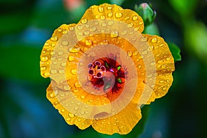 Close-Up Hawaiian Yellow Hibiscus Flower. Macro shot of hibiscus flowers in the garden. Extreme close up shot of Hibiscus flower.