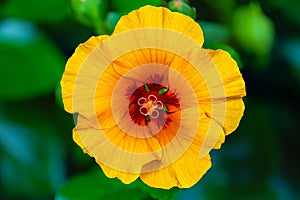 Close-Up Hawaiian Yellow Hibiscus Flower. Macro shot of hibiscus flowers in the garden. Extreme close up shot of Hibiscus flower.