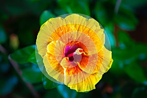 Close-Up Hawaiian Yellow Hibiscus Flower. Macro shot of hibiscus flowers in the garden. Extreme close up shot of Hibiscus flower.