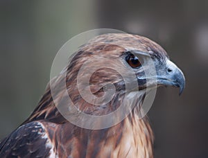 Close-up of hawk