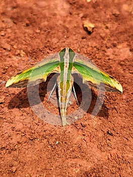 Close up of a hawk moth green and yellow in color photo