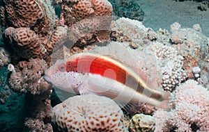 Close-up of a hawkfish