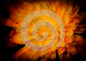 Close up of a Hawkweed Flower