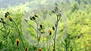 Close-up hawkweed flowers (Ðieracium vulgatum)