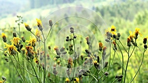 Close-up hawkweed flowers (Ðieracium vulgatum)