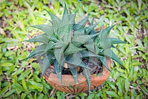 Close-Up haworthia limifora