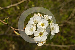 Close up of Hawthorn blossoms - Crataegus monogyna