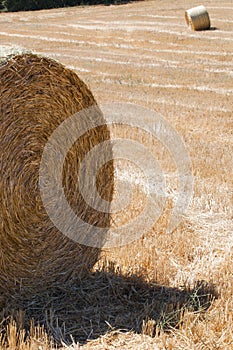 Close up of a hay bale on a field during summer