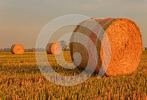 Close-up of a hay cylindrical bale in a farmland