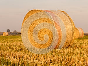 Close-up of a hay cylindrical bale in a farmland
