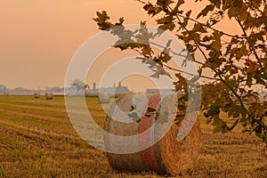 Close-up of a hay cylindrical bale in a field at a sunset