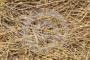 Close up hay straw stack texture, agriculture