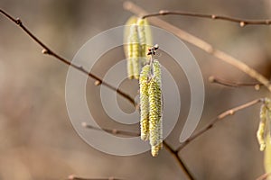 Close up of a hazel catkins on a tree in spring