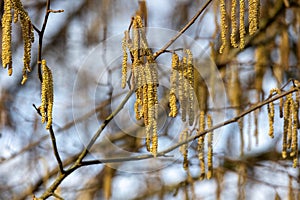 Close up of a hazel catkins on a tree in spring