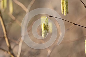 Close up of a hazel catkins on a tree in spring