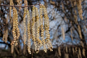 Close-up of hazelnut blossoms. The yellow umbels are still hanging on the branches. Other branches and flowers in the background