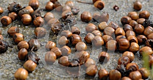 Close-up of hazelnuts on wet concrete
