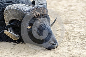 Close up of head of an adult black male ouessant sheep with big horns.