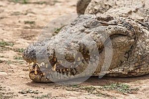 Close-up of the head of an african crocodile crocodylus succhus, Burkina Faso